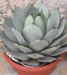 Agave_parry